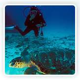 Diving