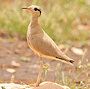 MAIO BIODIVERSITY FOUNDATION