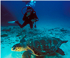 Diving